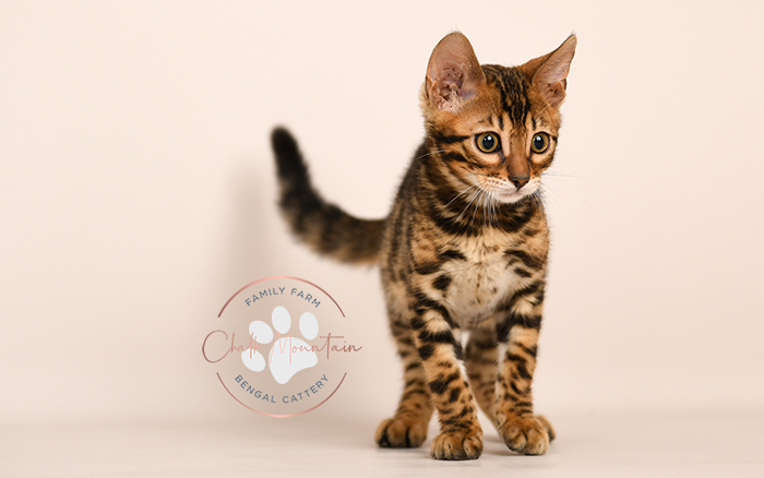 Bengal kitten for sale